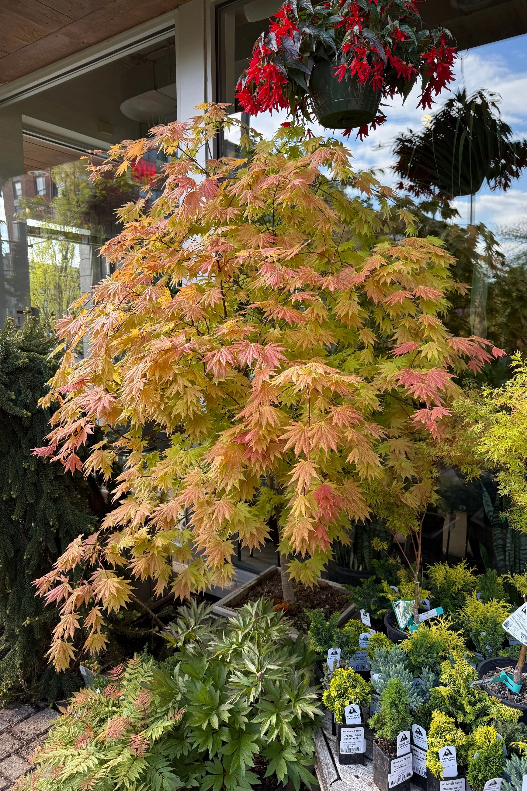 Acer shirasawanum 'Autumn Moon' #15 decorative flowerpot  