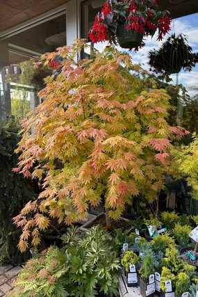 Acer shirasawanum 'Autumn Moon' #15 decorative flowerpot  