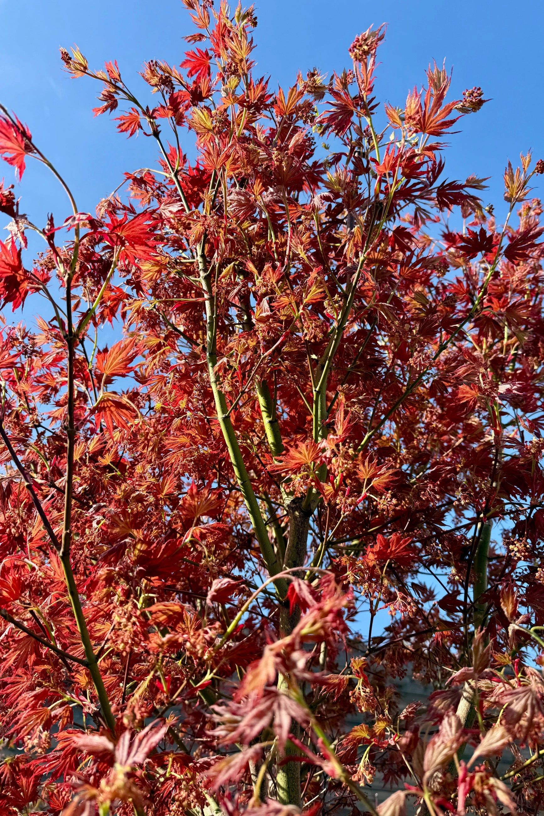 Acer x pseuosieboldianum 'Alpenglow' #24