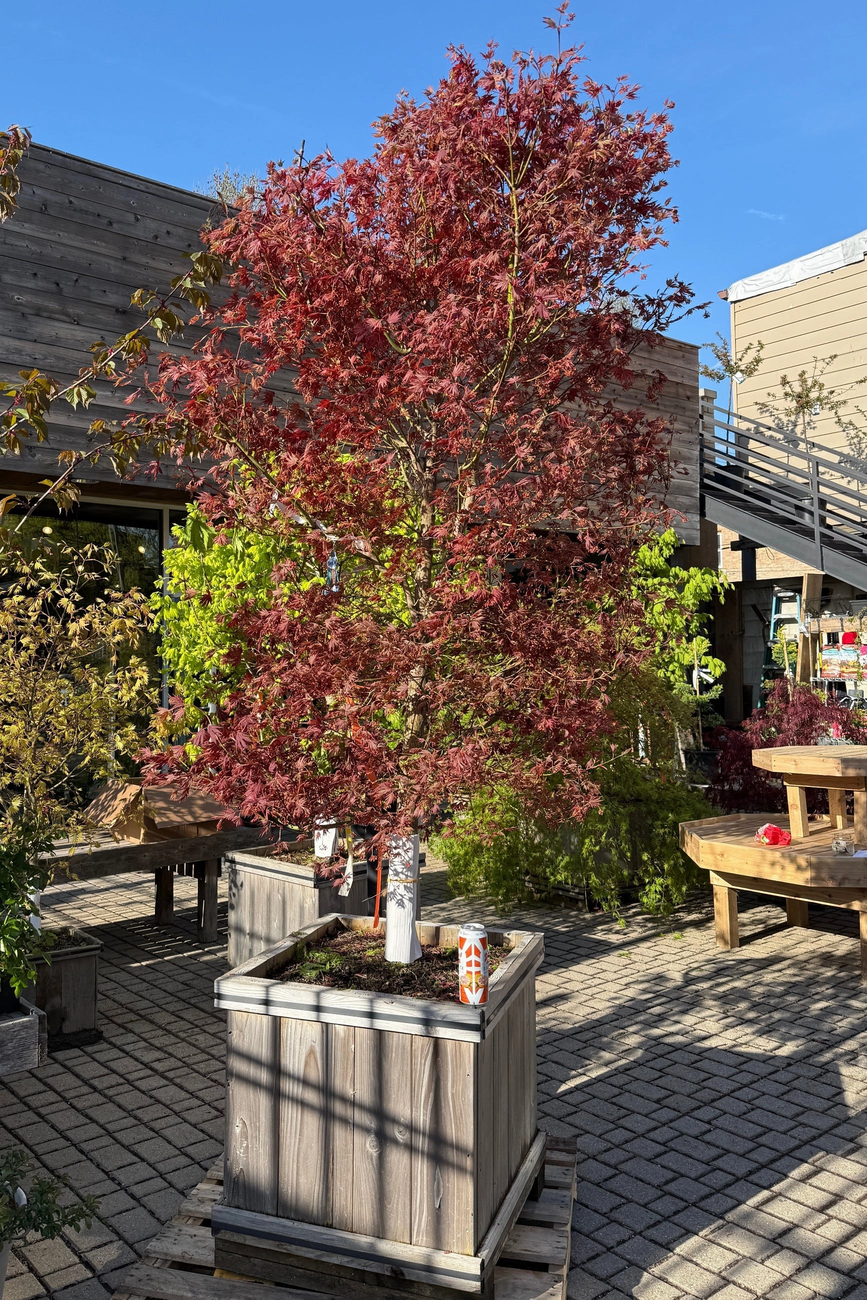Acer x pseuosieboldianum 'Alpenglow' #24