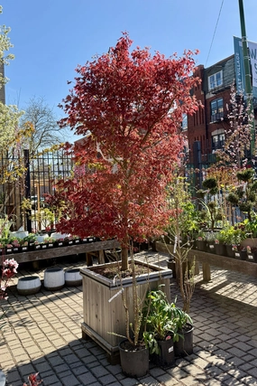 Acer x pseuosieboldianum 'Alpenglow' #24 decorative flowerpot  