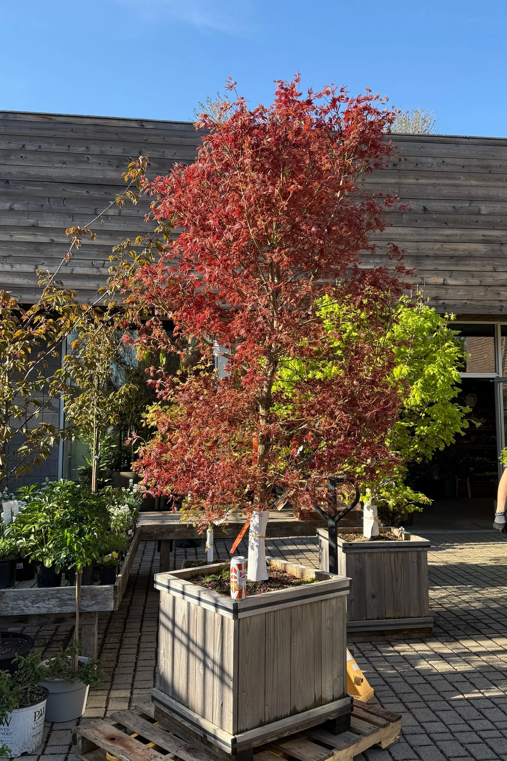 Acer x pseuosieboldianum 'Alpenglow' #24