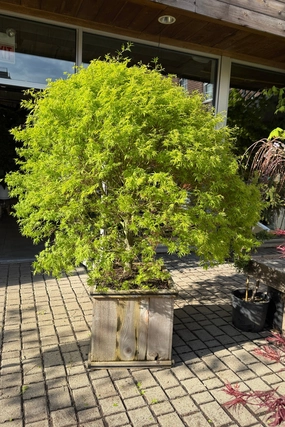 Acer x pseuosieboldianum 'Origami' #20 decorative flowerpot  