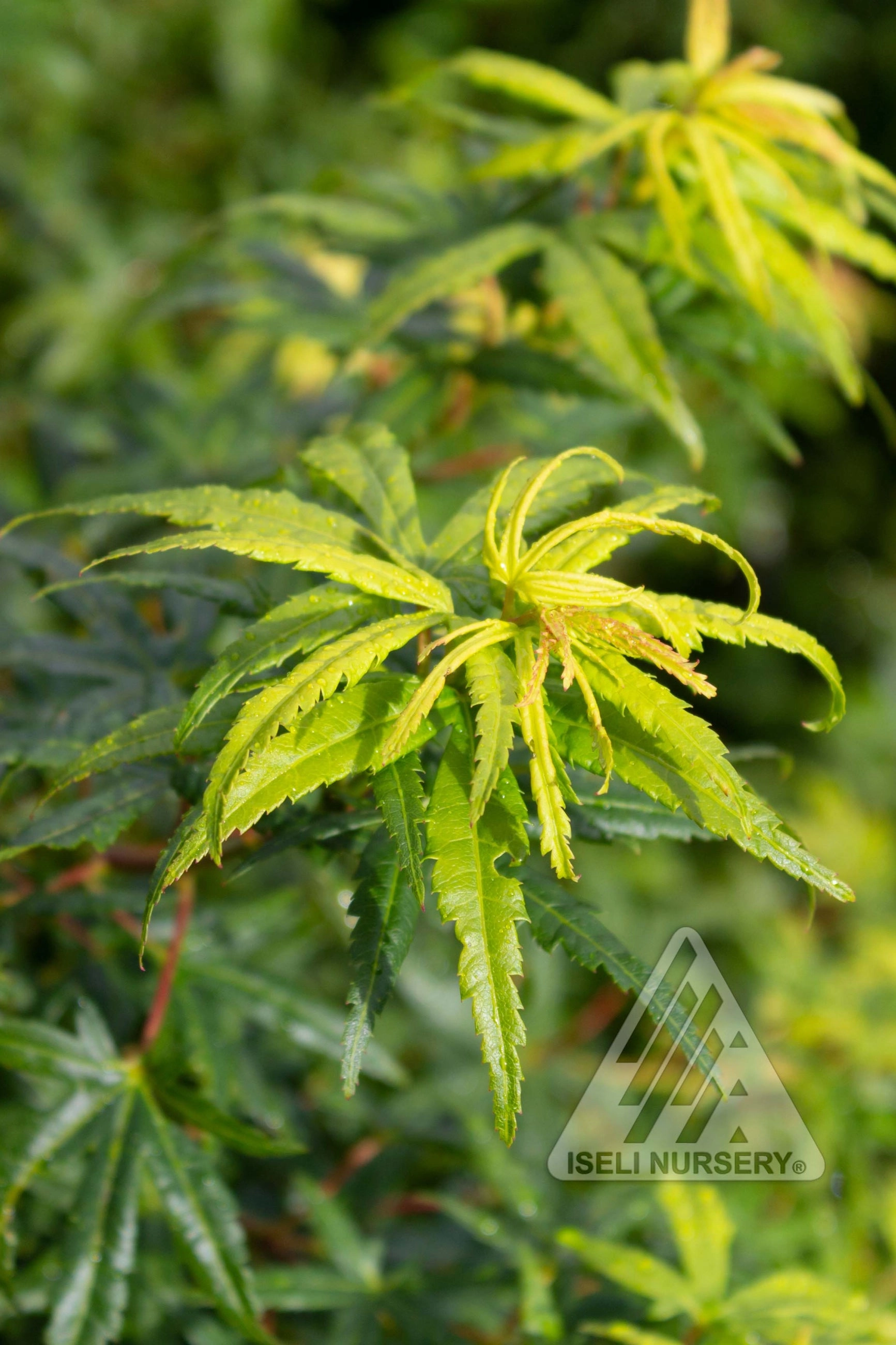 Acer x pseuosieboldianum 'Origami' #20