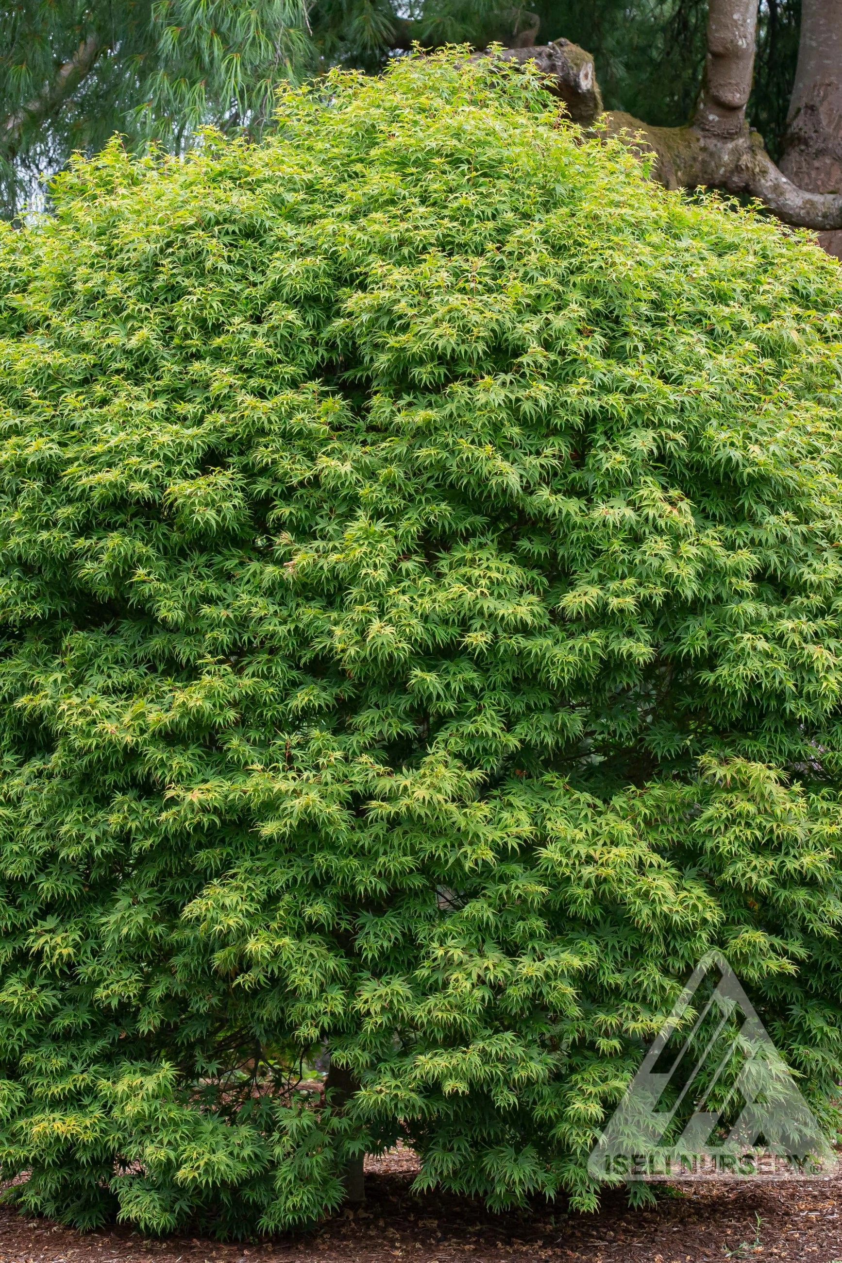 Acer x pseuosieboldianum 'Origami' #20