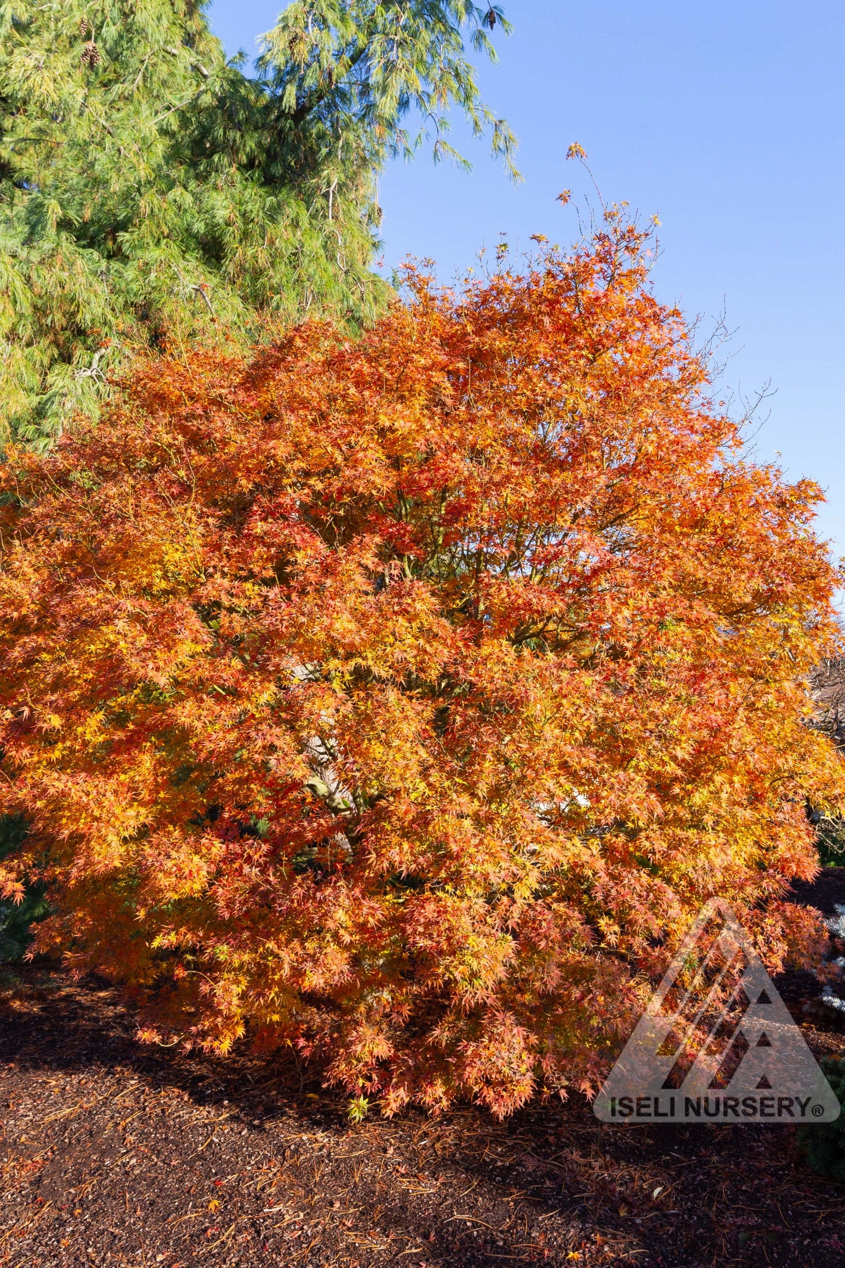 Acer x pseuosieboldianum 'Origami' #20