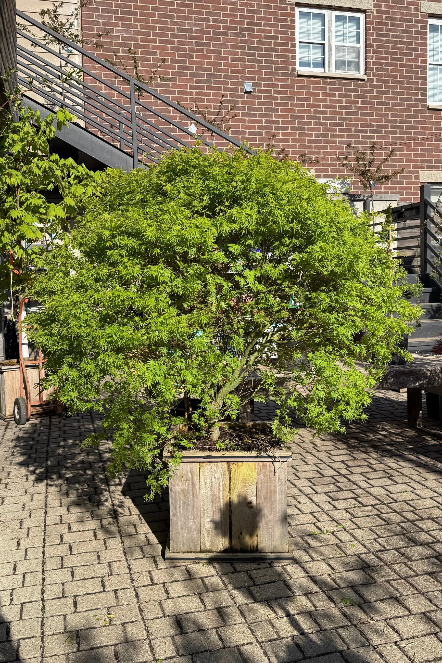 Acer x pseuosieboldianum 'Origami' #20