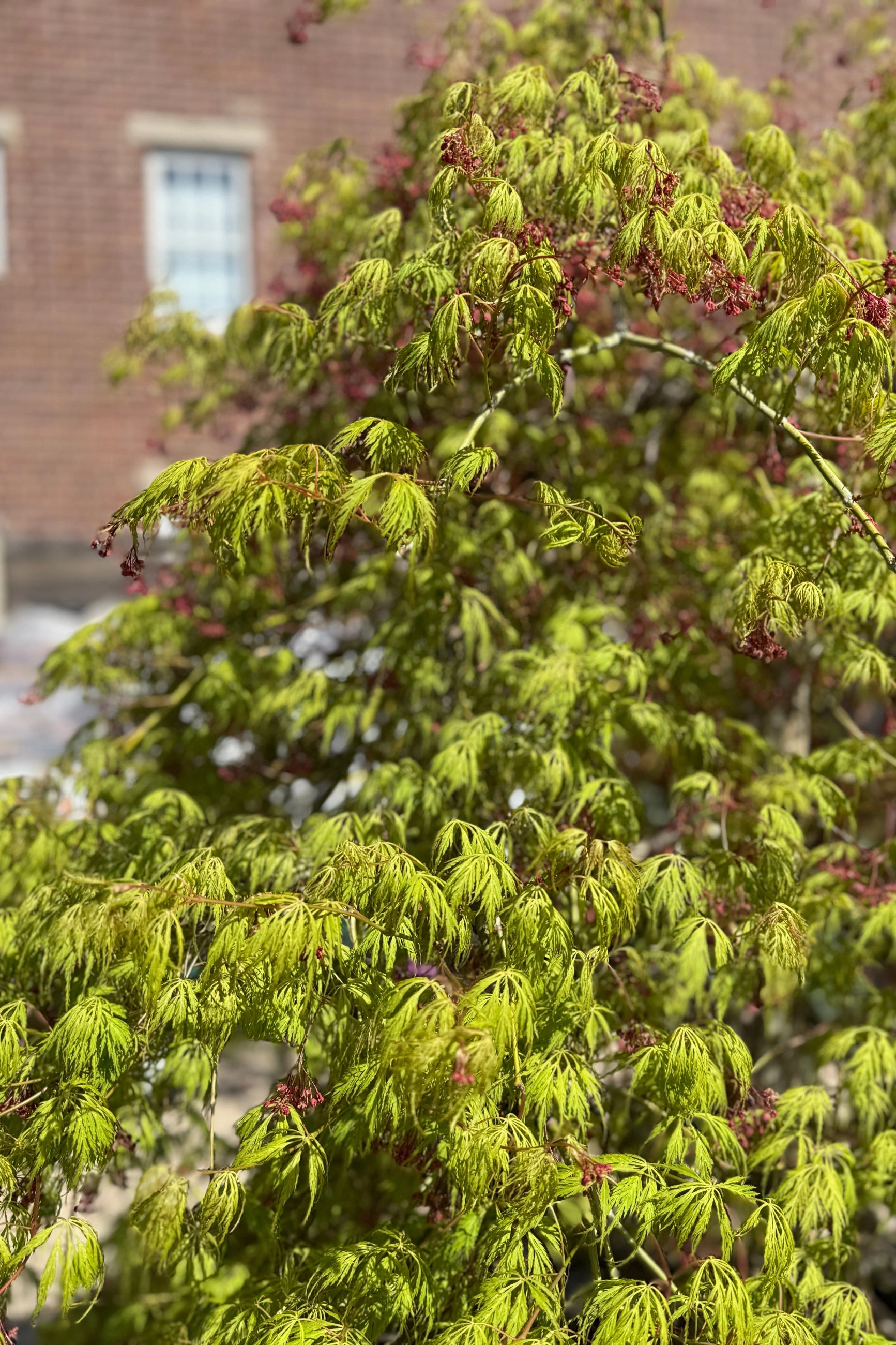 Acer x pseuosieboldianum 'Wabi Sabi' #24