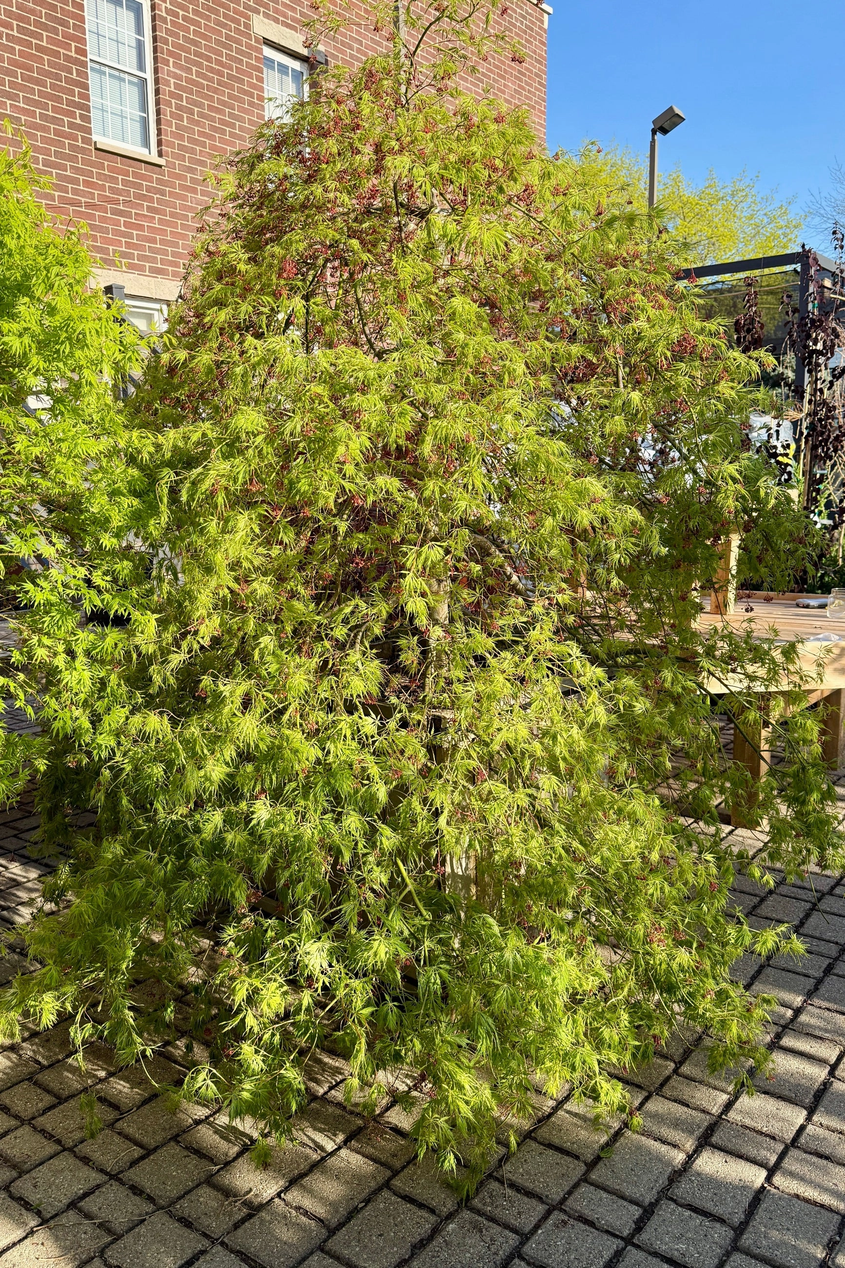 Acer x pseuosieboldianum 'Wabi Sabi' #24