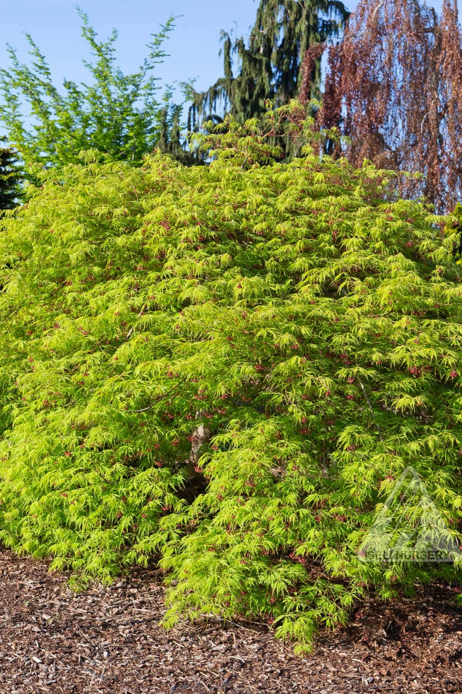 Acer x pseuosieboldianum 'Wabi Sabi' #24