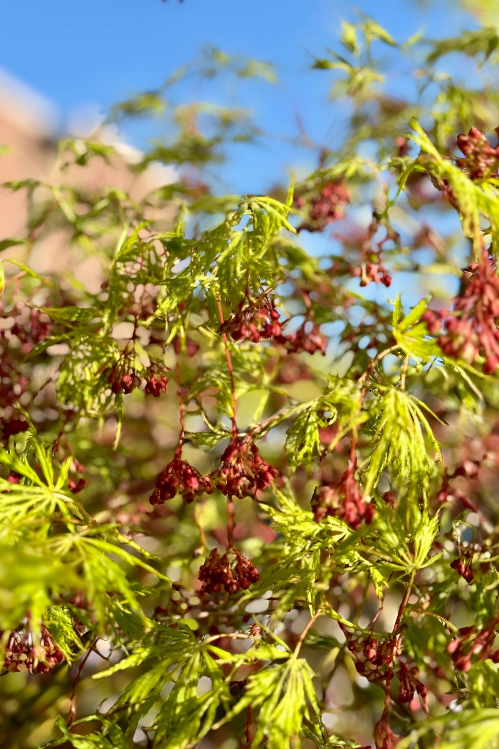 Acer x pseuosieboldianum 'Wabi Sabi' #24