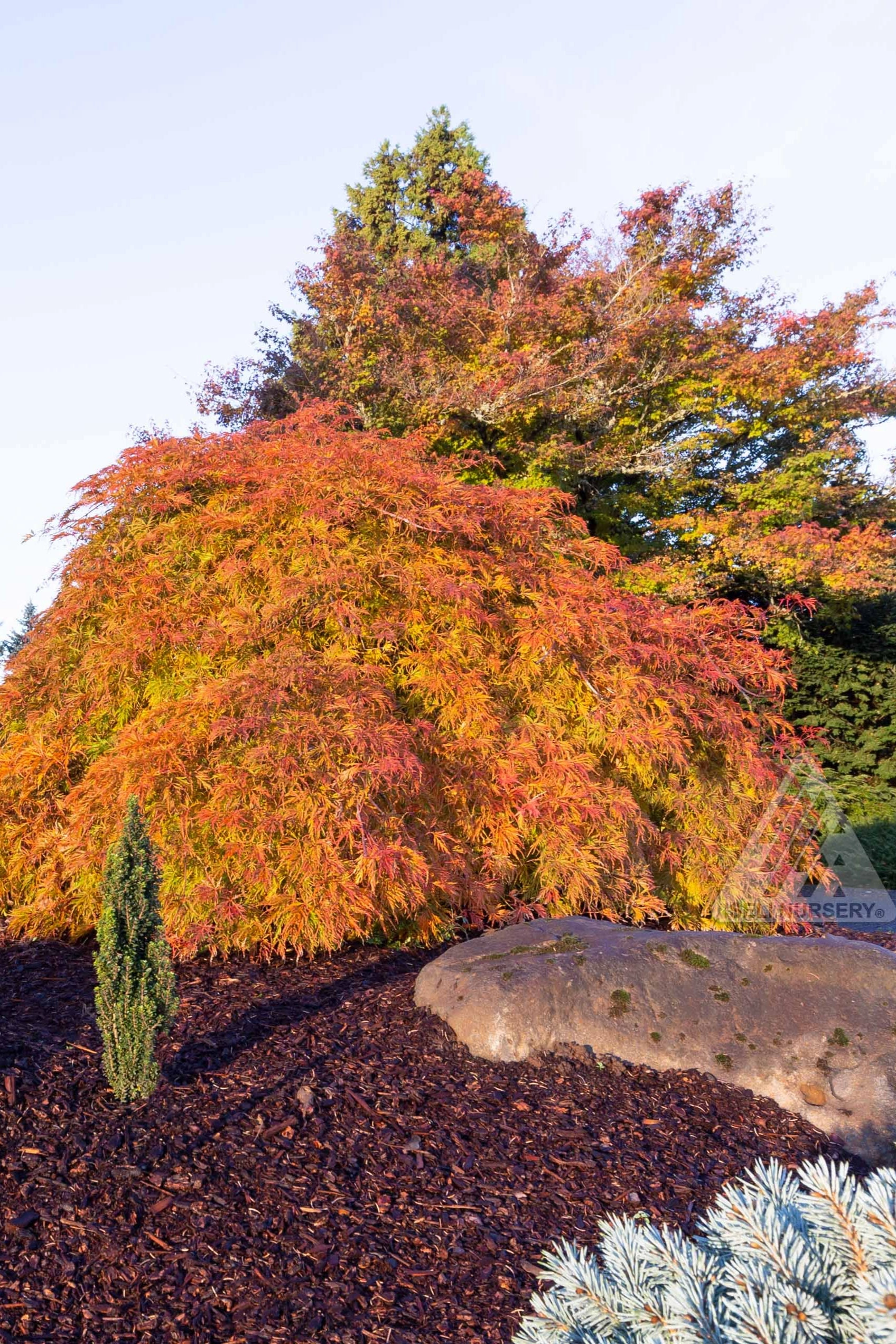 Acer x pseuosieboldianum 'Wabi Sabi' #24
