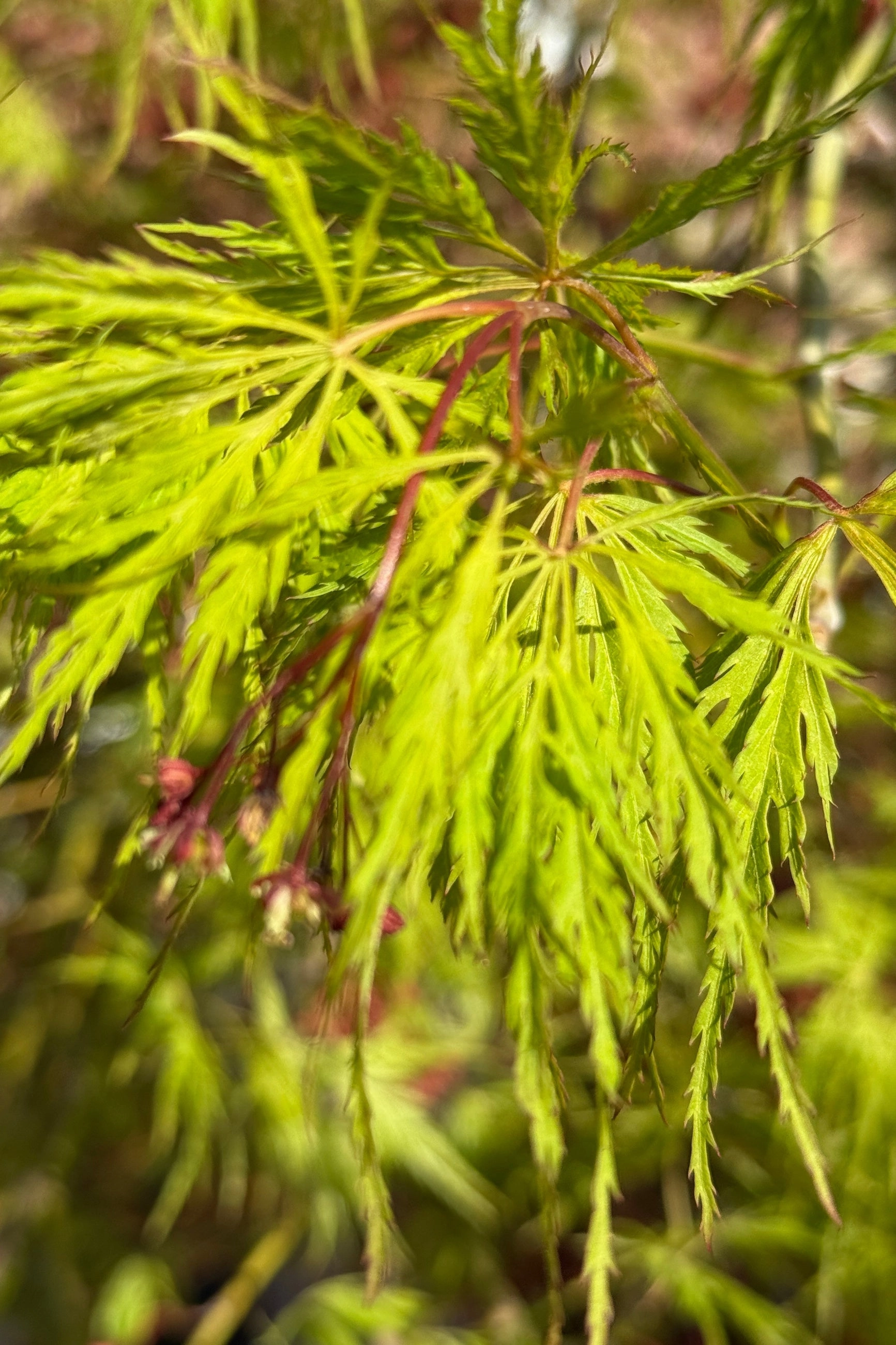 Acer x pseuosieboldianum 'Wabi Sabi' #24