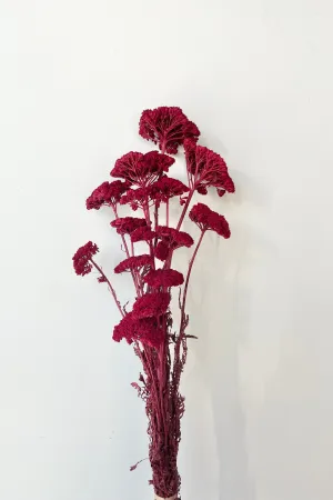 Achillea Burgundy Color Preserved Bunch indoor houseplants  