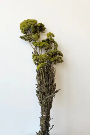 Achillea Light Green Color Preserved Bunch indoor houseplants  
