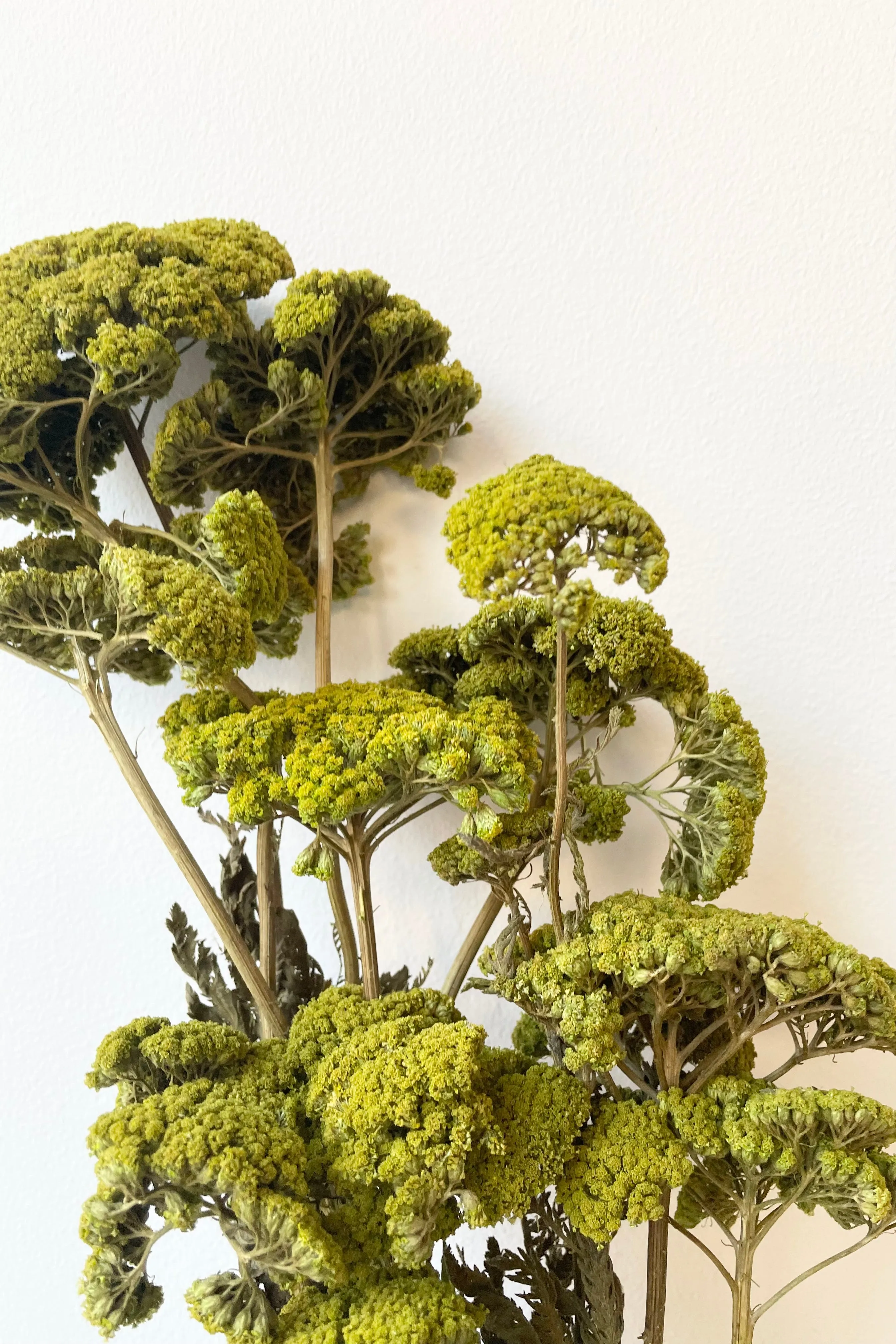 Achillea Light Green Color Preserved Bunch