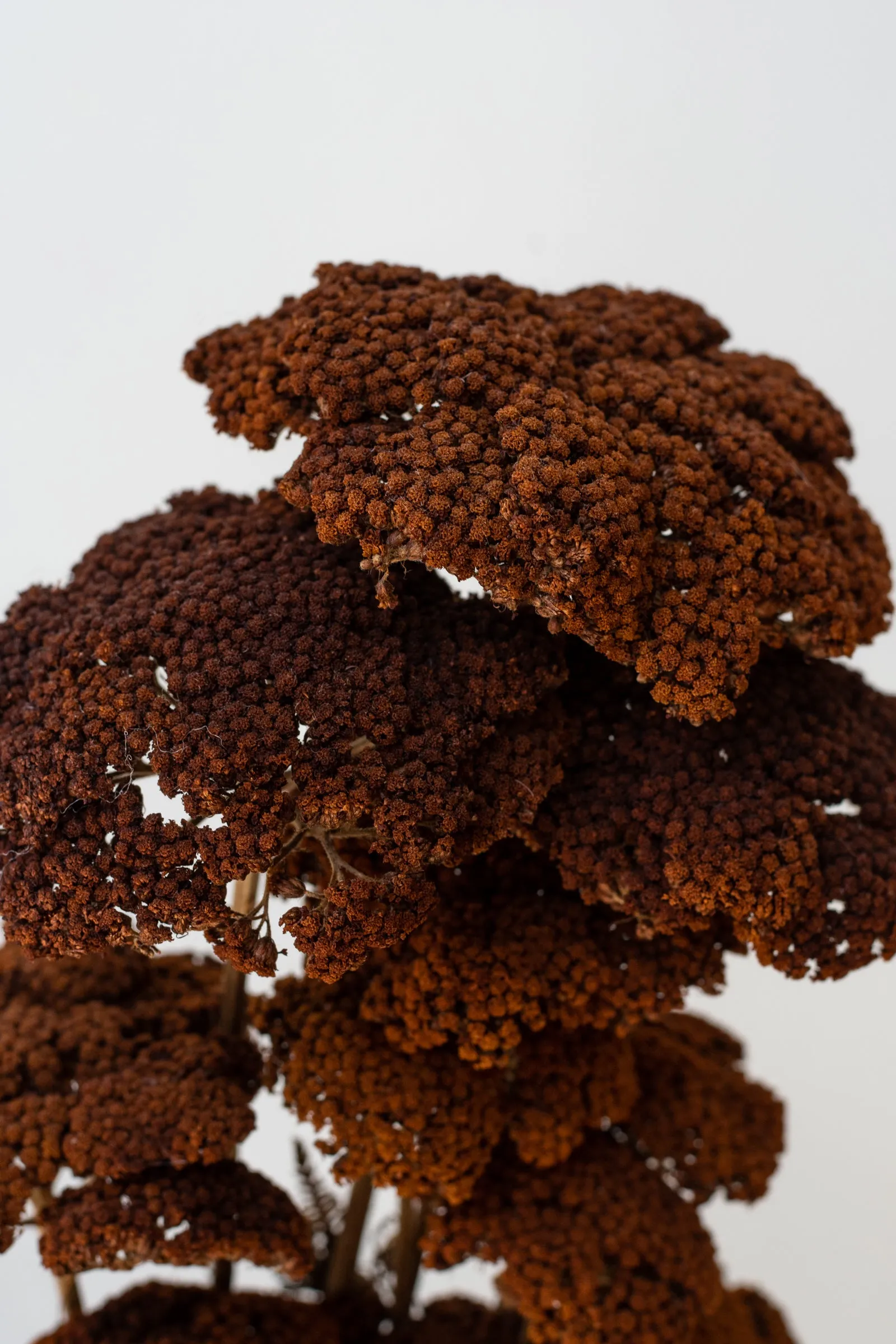 Achillea Mocha Color Preserved Bunch