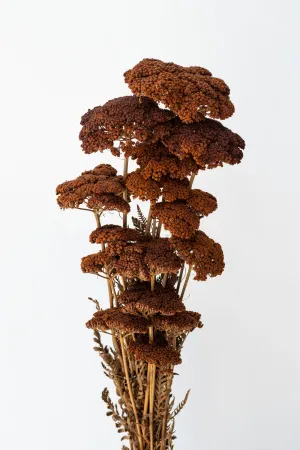 Achillea Mocha Color Preserved Bunch indoor houseplants  