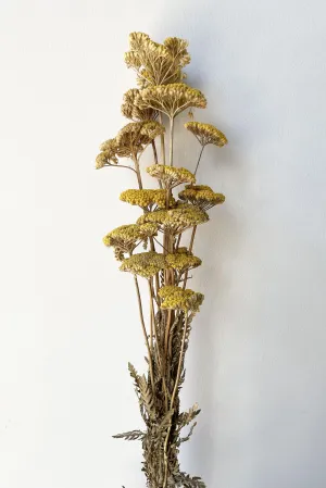 Achillea Natural Yellow Preserved Bunch indoor houseplants  