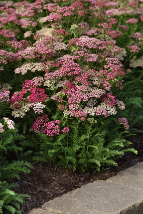 Achillea 'Milly Rock Rose' 1qt decorative flowerpot  