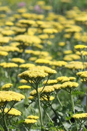 Achillea 'Moonshine' #1 decorative flowerpot  