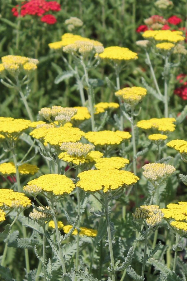 Achillea 'Moonshine' #1
