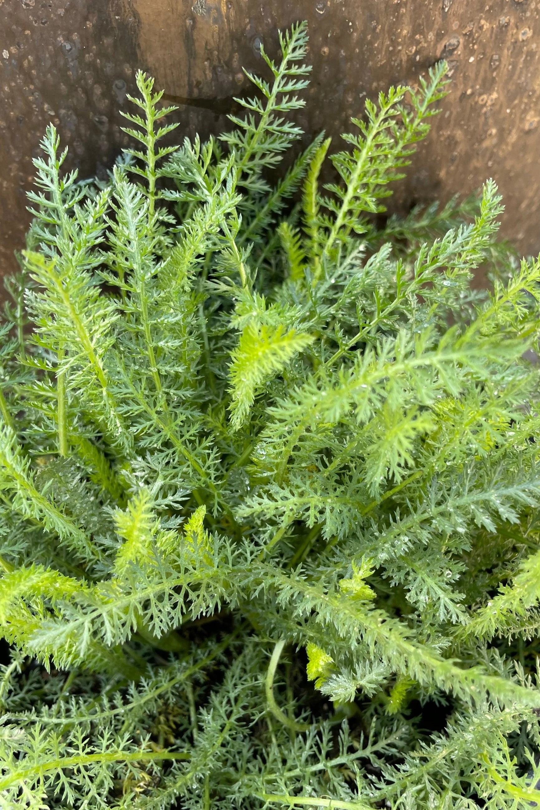 Achillea 'Saucy Seduction' #1