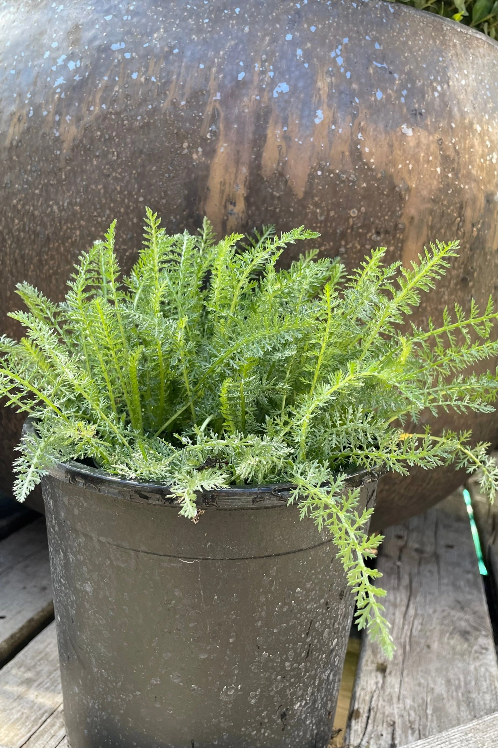 Achillea 'Saucy Seduction' #1