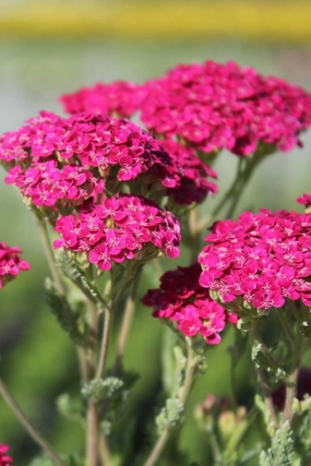 Achillea 'Saucy Seduction' #1 decorative flowerpot  