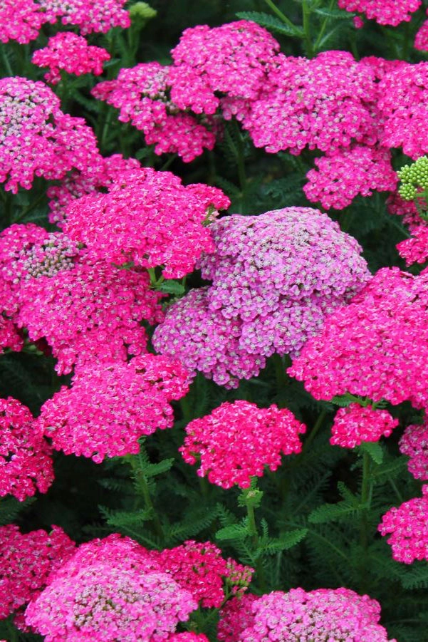 Achillea 'Saucy Seduction' #1