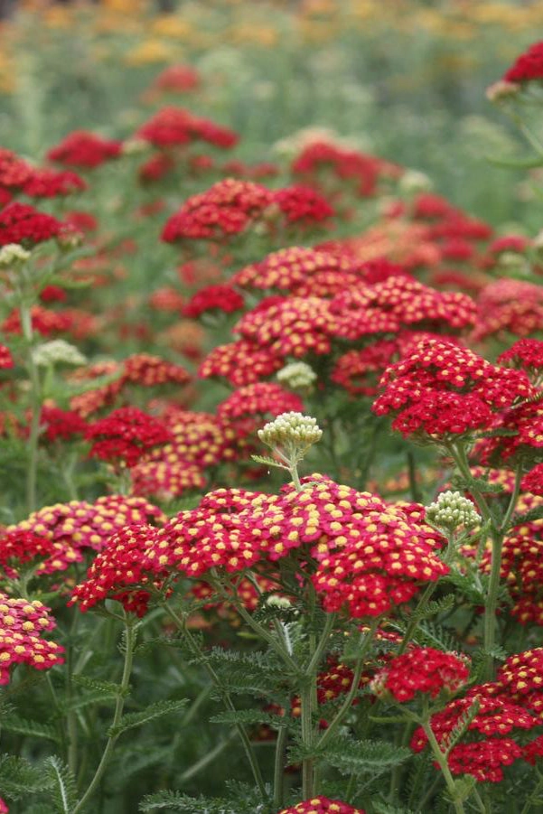 Achillea m. 'Paprika' #1
