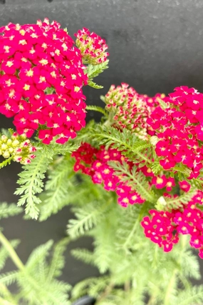 Achillea m. 'Paprika' #1 decorative flowerpot  