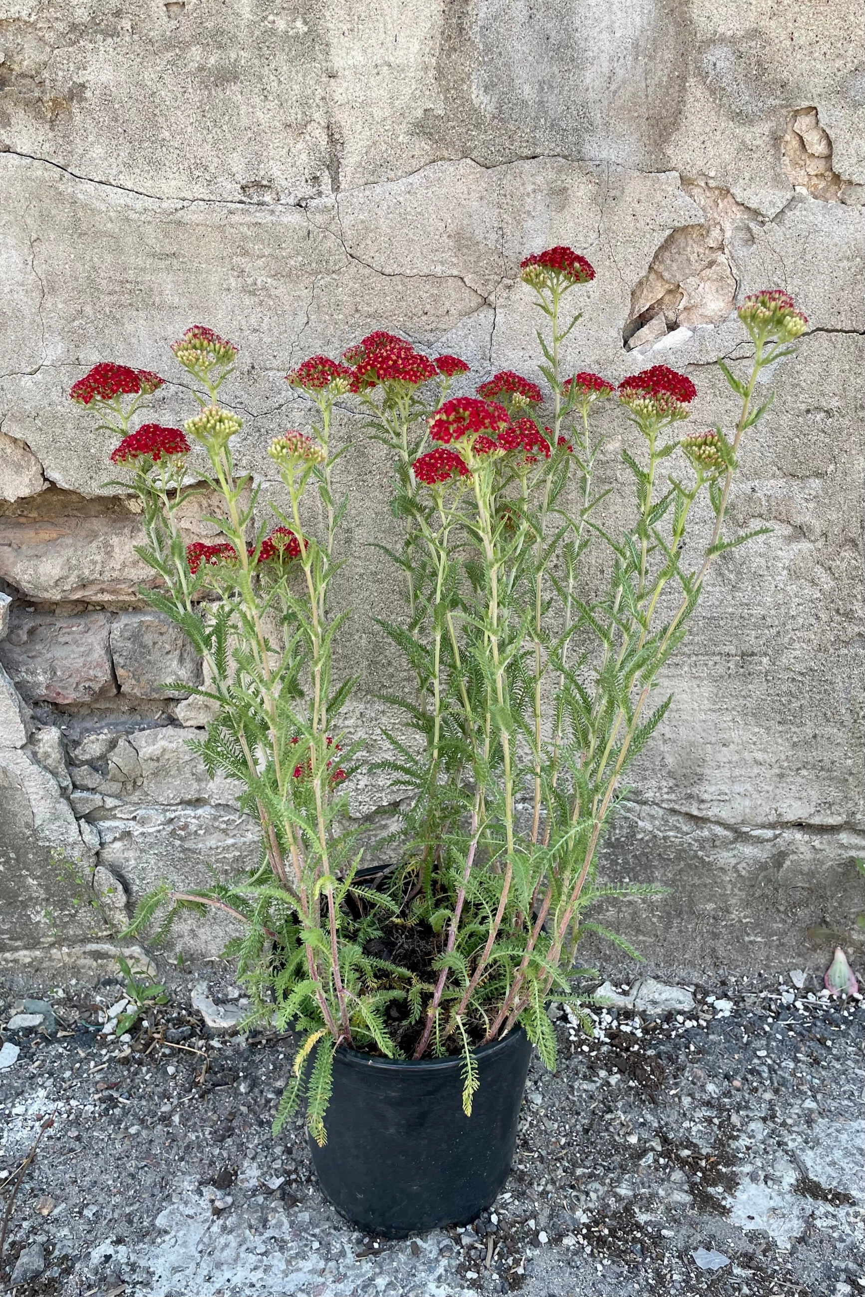 Achillea m. 'Paprika' #1