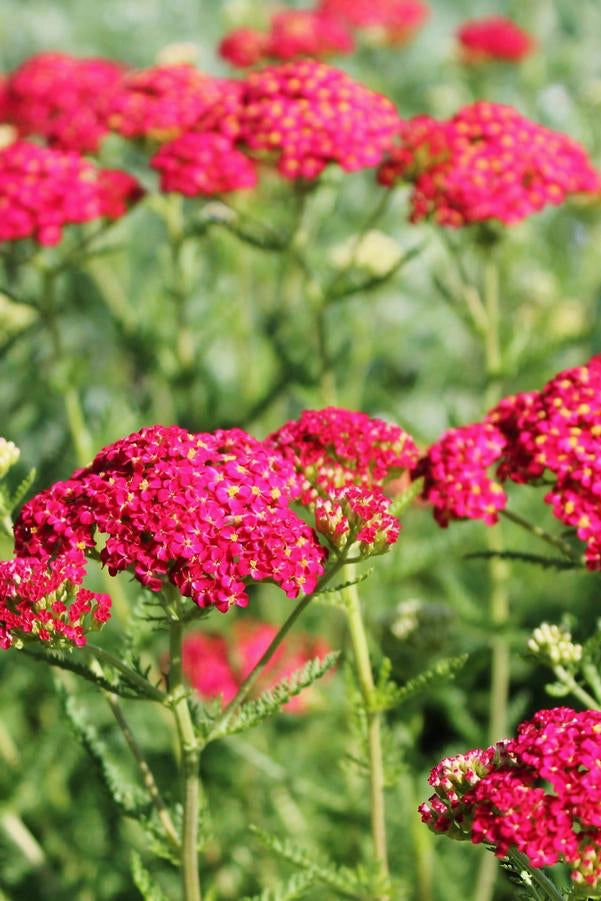 Achillea m. 'Paprika' #1