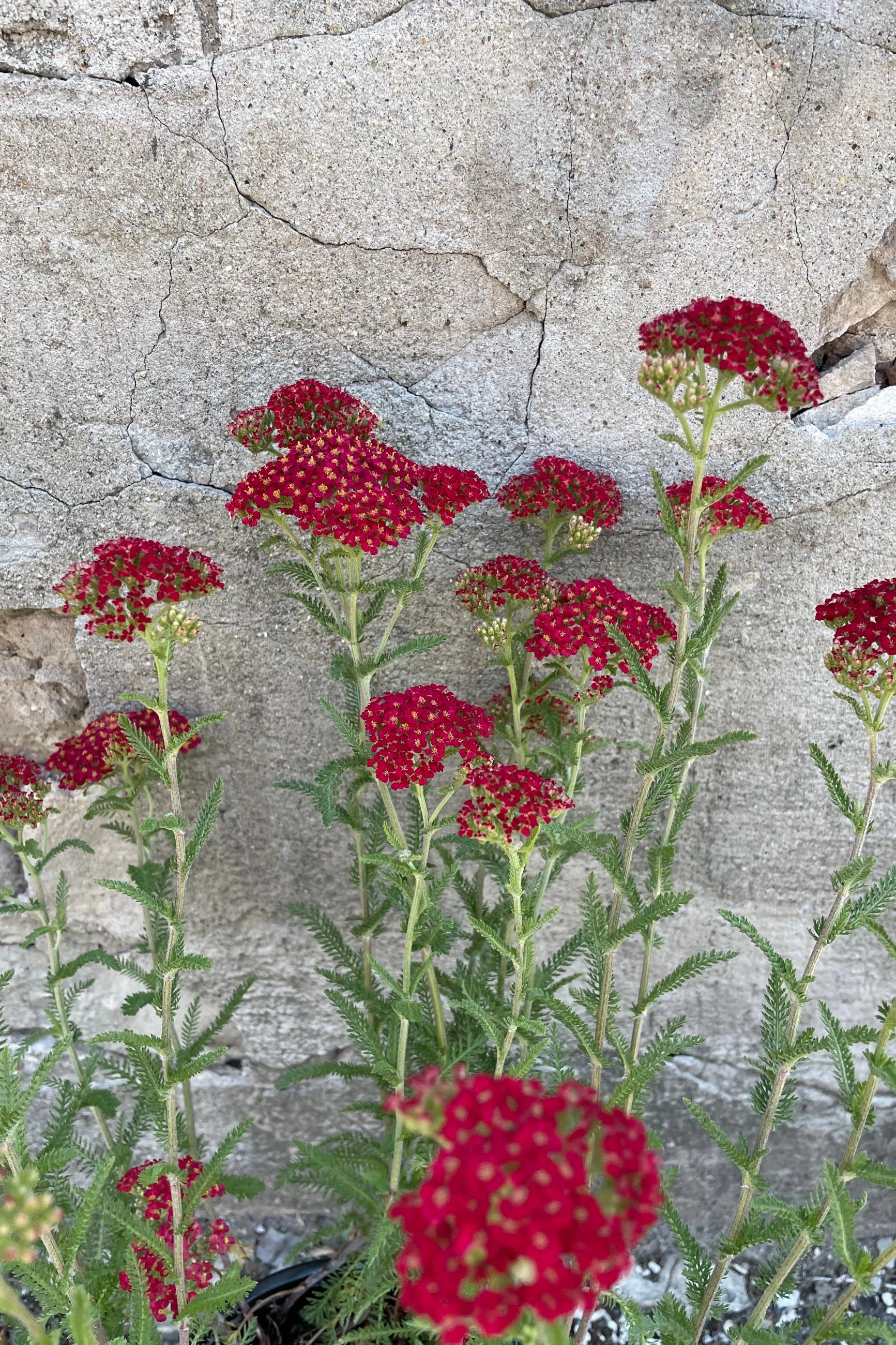 Achillea m. 'Paprika' #1