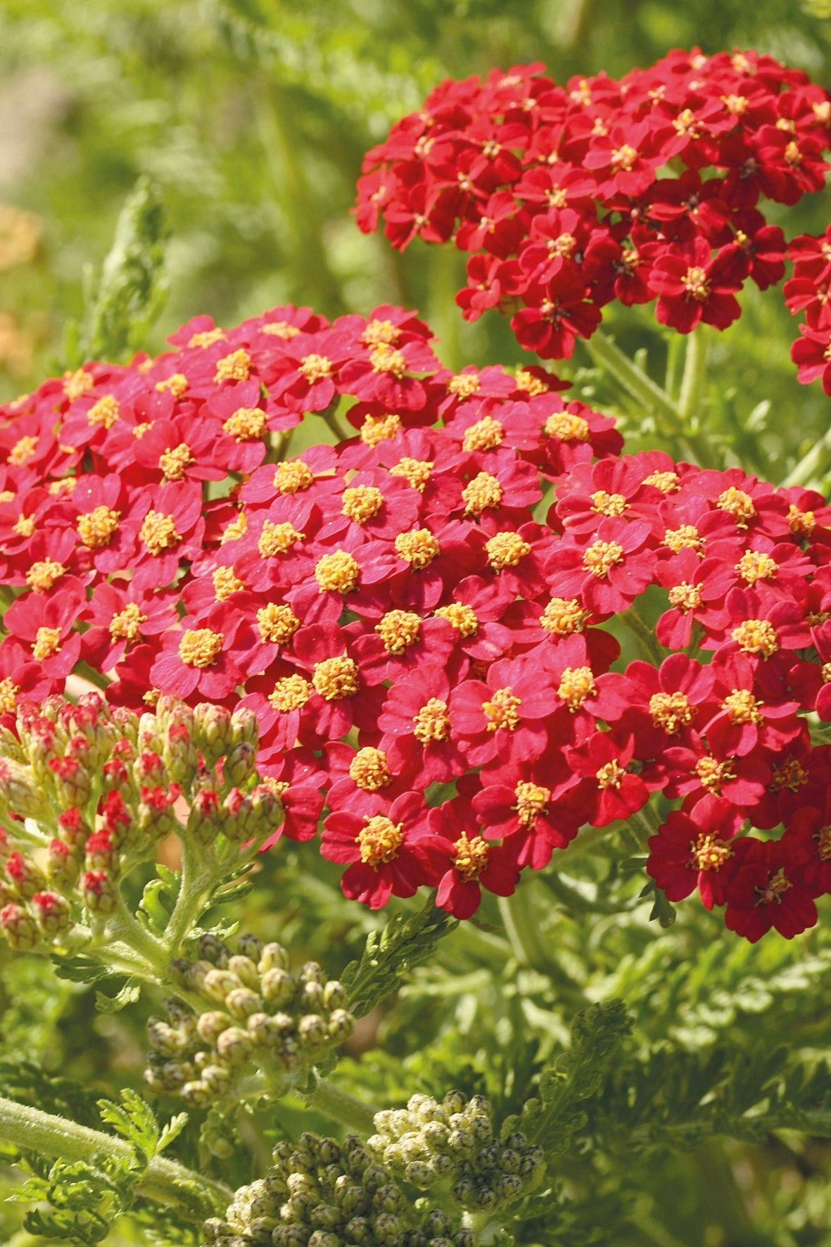 Achillea m. 'Paprika' #1