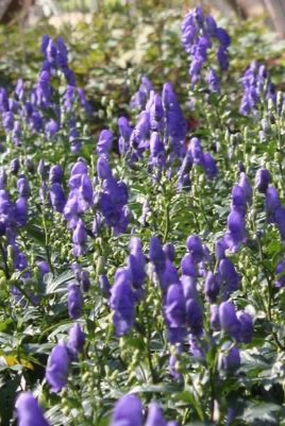 Aconitum fischeri #1 decorative flowerpot  