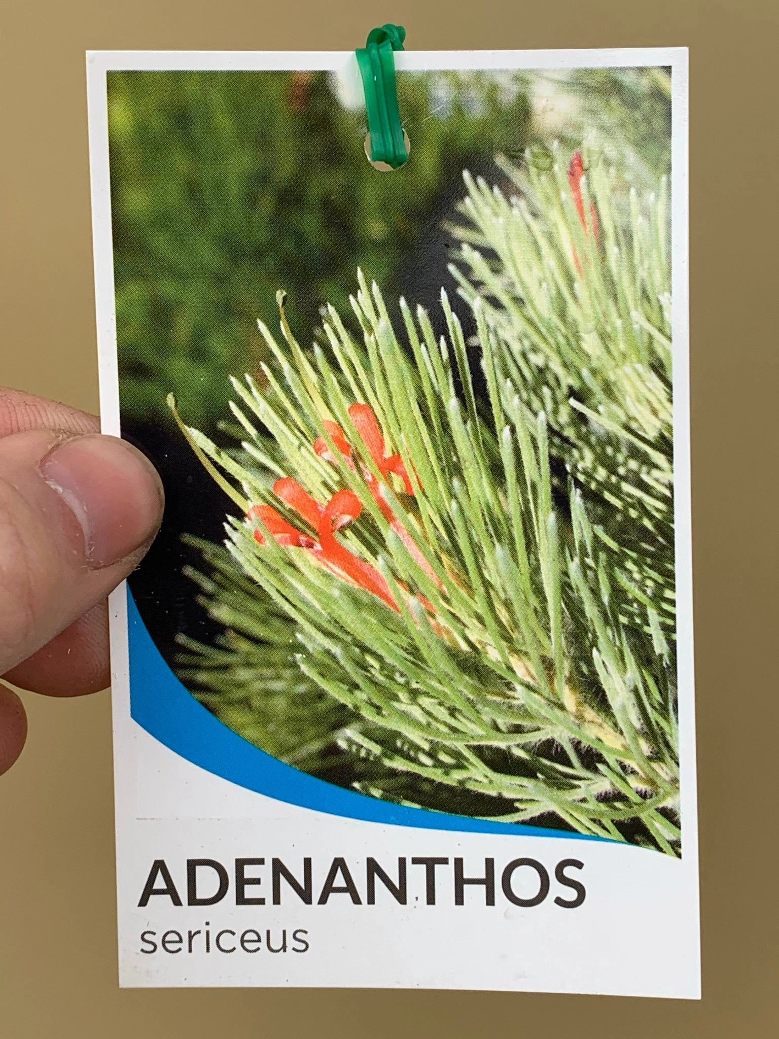 Adenanthos sericeus