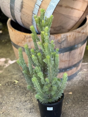 Adenanthos sericeus small flower pot  
