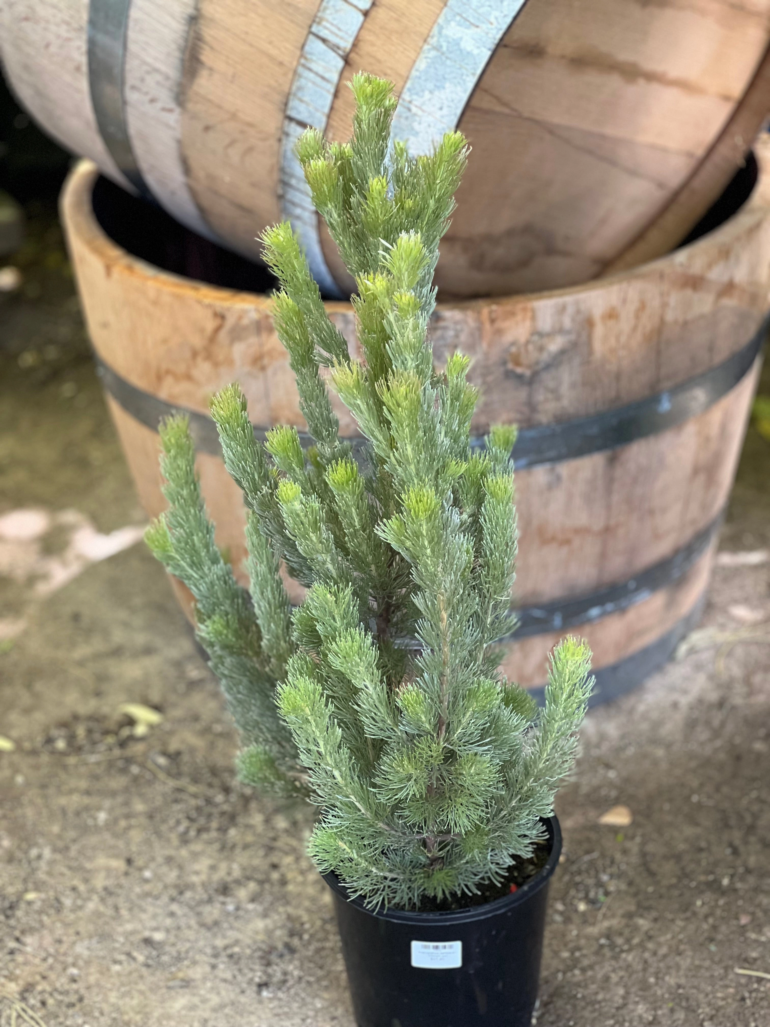 Adenanthos sericeus small flower pot  