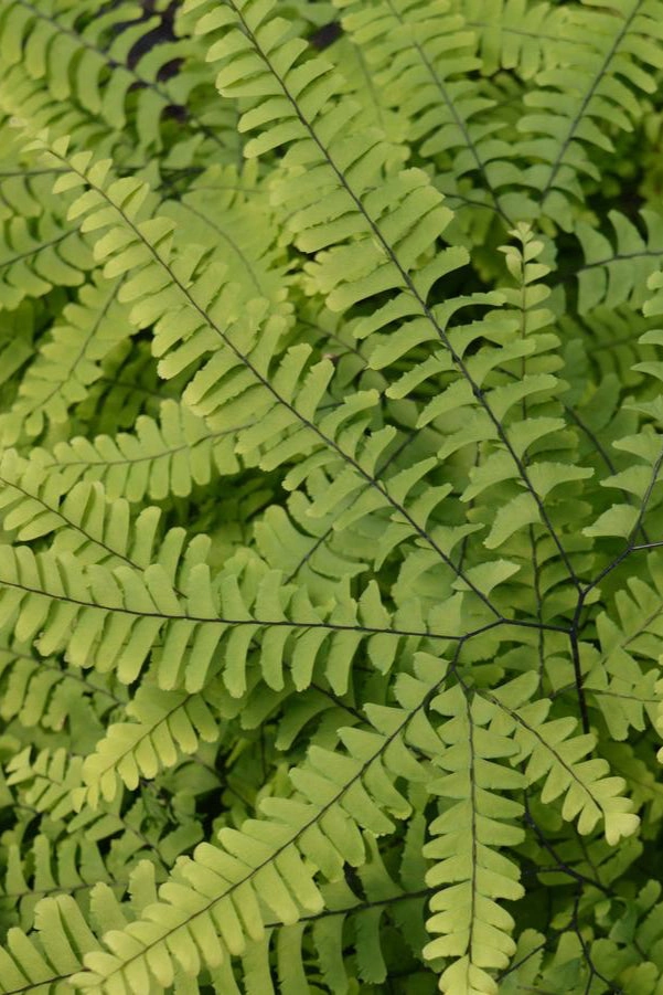 Adiantum pedatum 1Qt