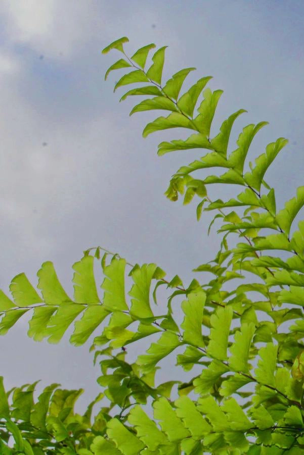 Adiantum pedatum 1Qt