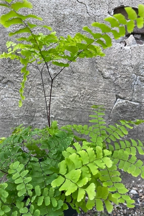 Adiantum pedatum 1Qt decorative flowerpot  
