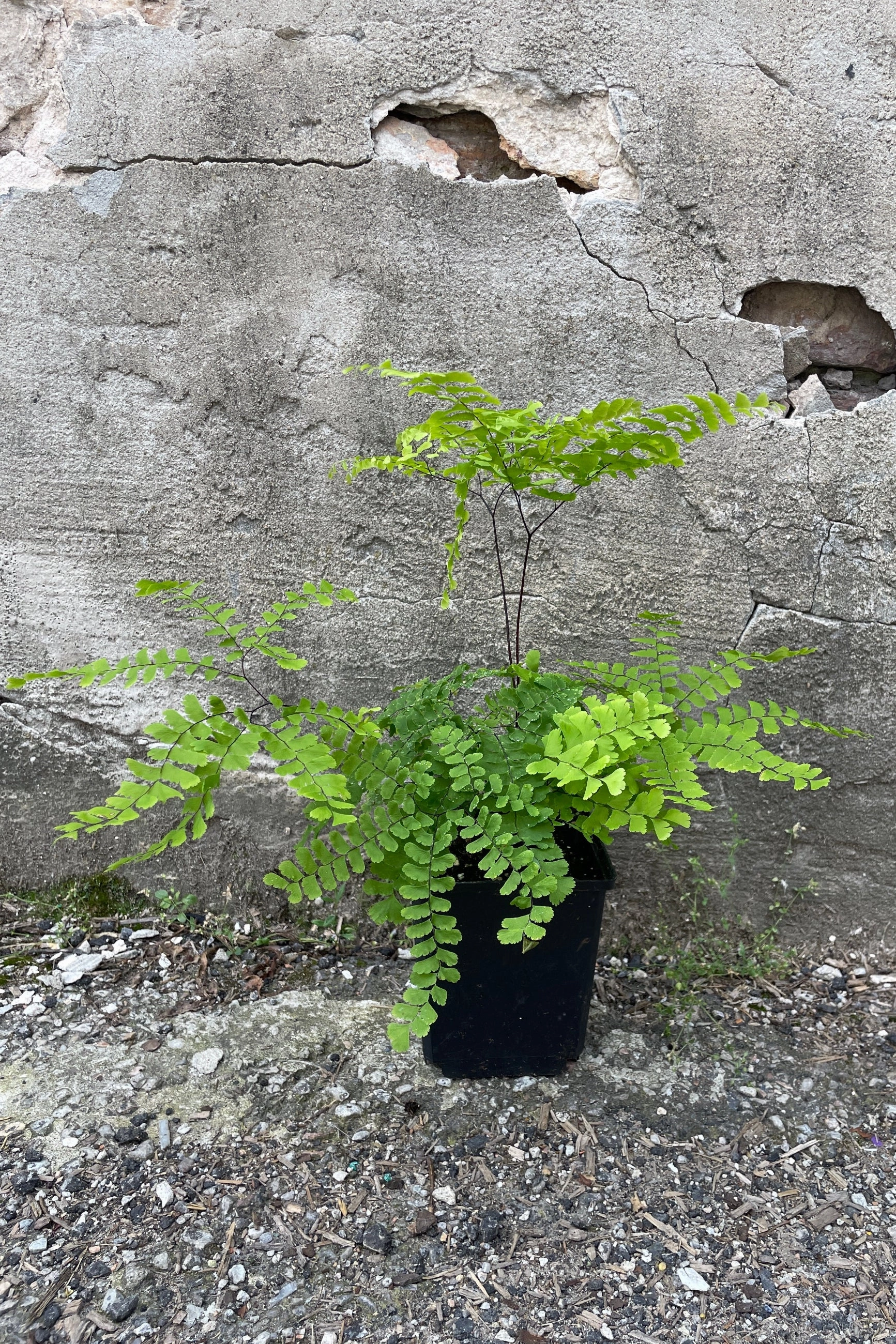 Adiantum pedatum 1Qt