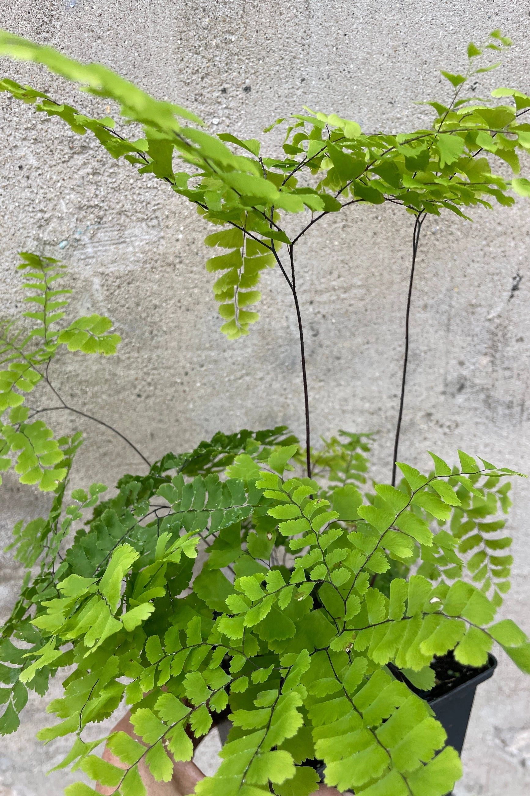 Adiantum pedatum 1Qt