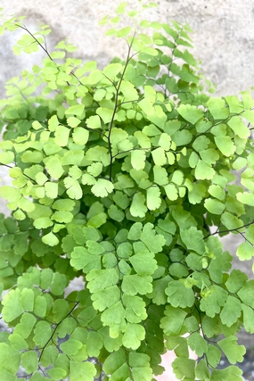 Adiantum raddianum 'Fritz Luthi' 4" medium flower pot  