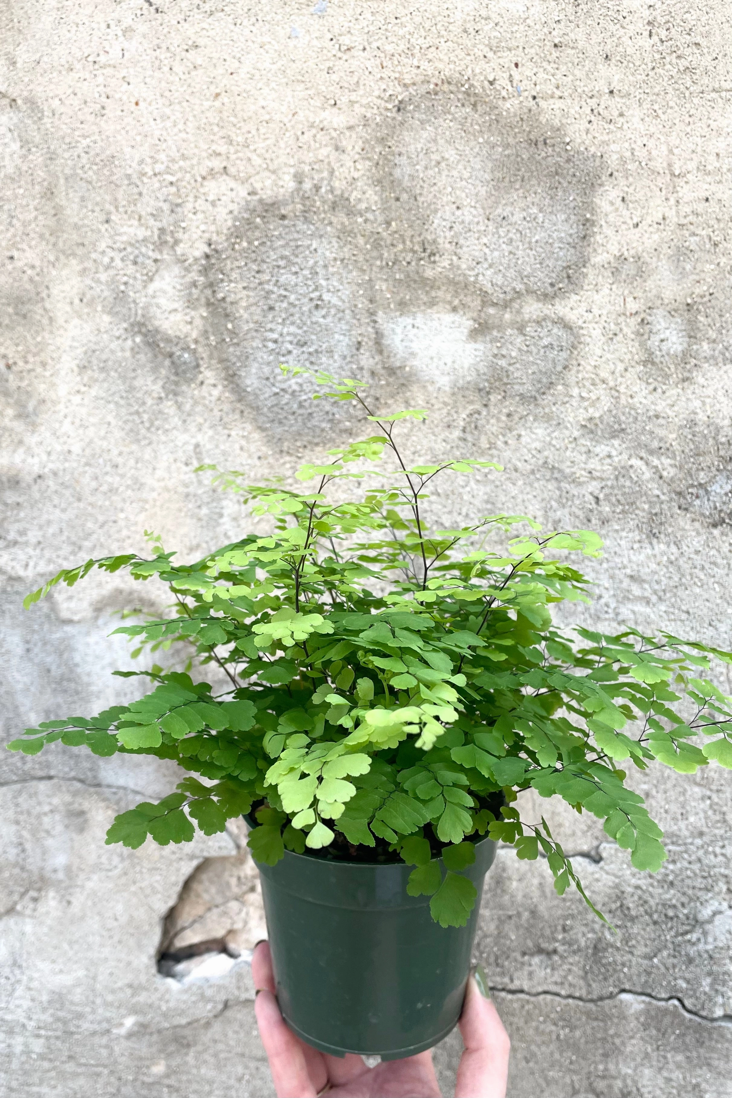 Adiantum raddianum 'Fritz Luthi' 4"