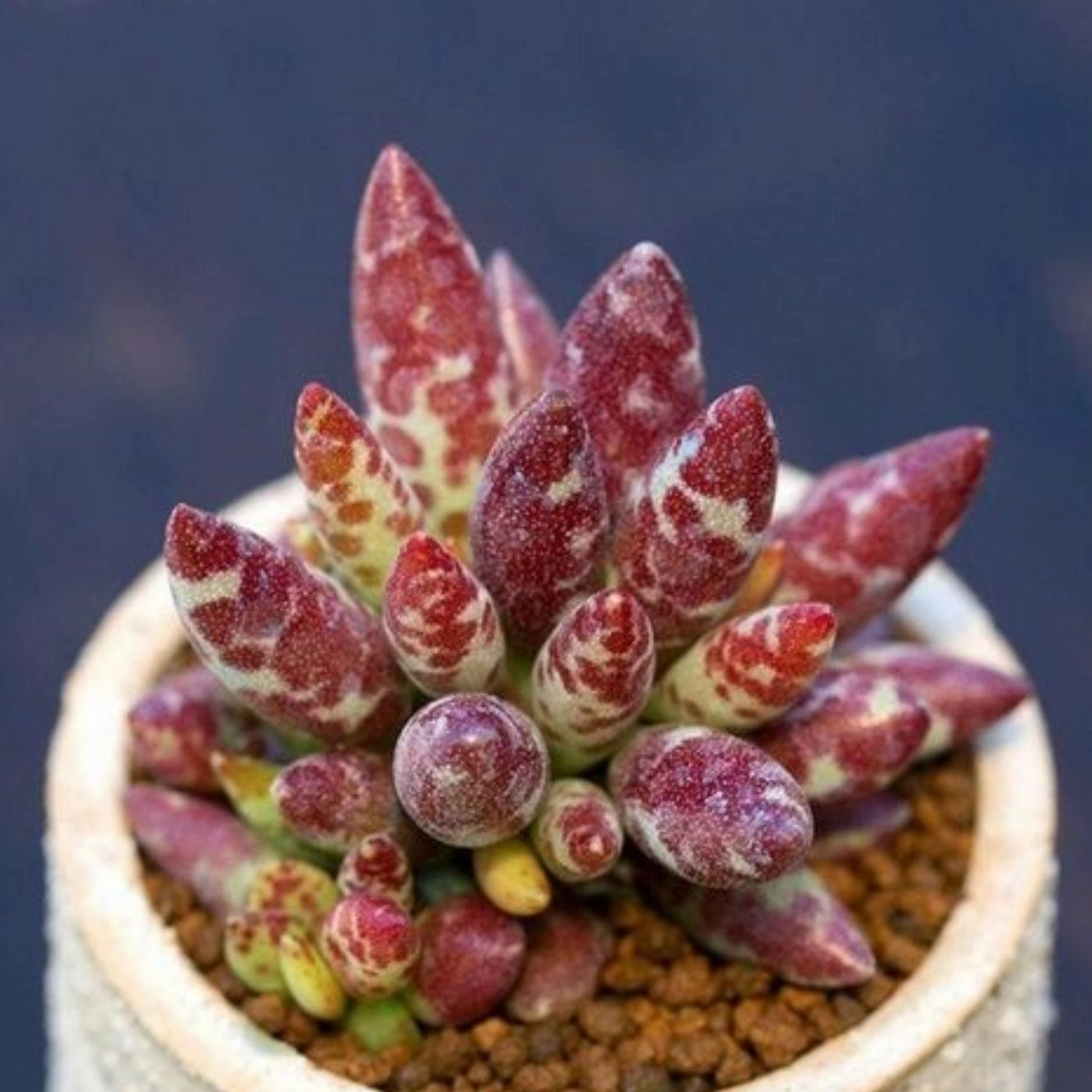 Adromischus Cooperi v. Festivus (4 inch) (Rare)