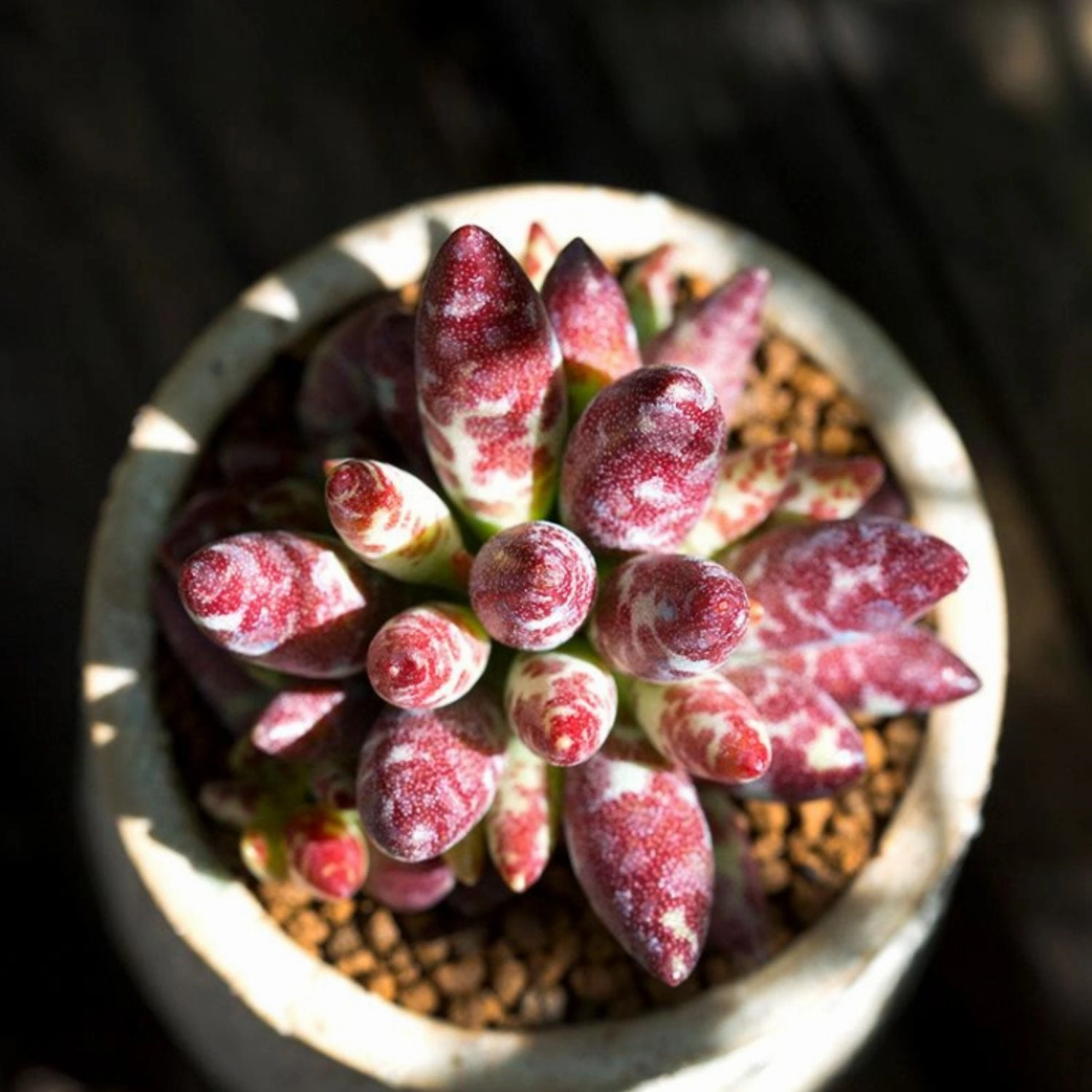 Adromischus Cooperi v. Festivus (4 inch) (Rare)