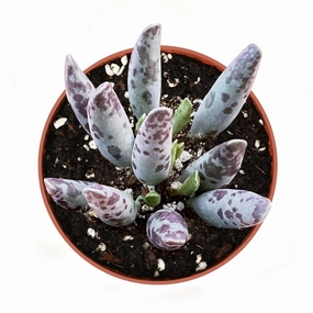 Adromischus Cooperi v. Festivus (4 inch) (Rare) mini ornamental plant  